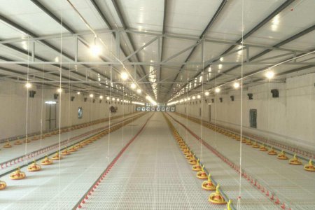 Matériel agricole poulet(2houses /150ft*50ft 2.0kg -- 6,000pcs )