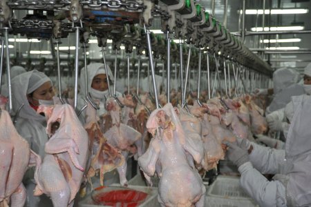 Matériel d'abattage  poulet（1house / 2000BPH chicken slaughter  production line）